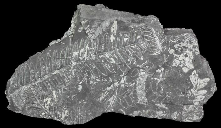 Wide Fossil Seed Fern Plate - Pennsylvania #65898